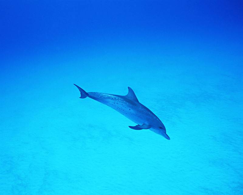 点击大图看下一张：海洋生物海豚高清图片特写