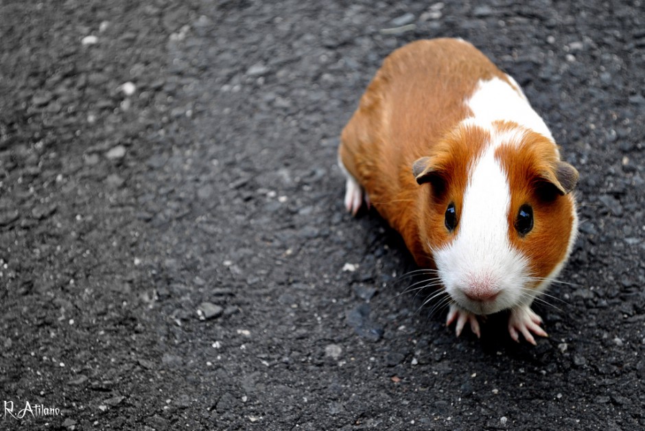 点击大图看下一张：胆小易惊的荷兰猪豚鼠图片