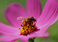 蜜蜂采蜜的唯美拍摄图片