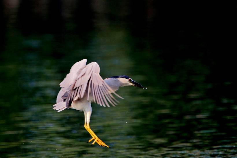 点击大图看下一张：国家级保护鸟类夜鹭捕鱼图片