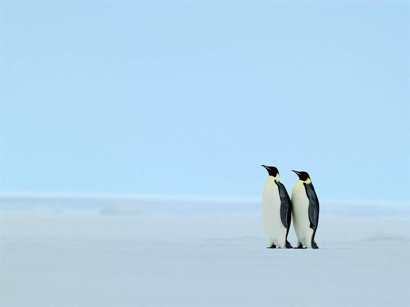 点击大图看下一张：企鹅小鸟高清野生动物图片合集