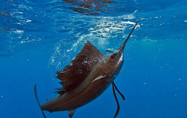 点击大图看下一张：凶猛食肉鱼类太平洋旗鱼图片