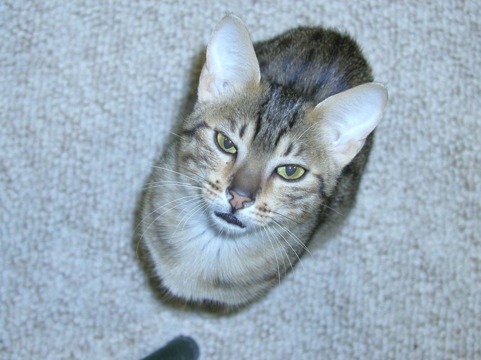 点击大图看下一张：眼神锐利的埃及猫图片