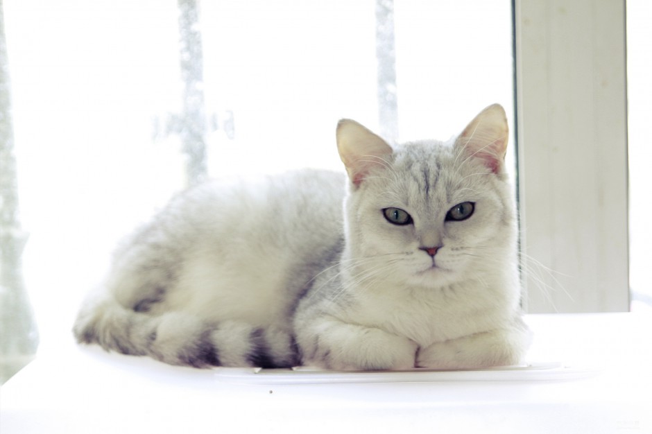 点击大图看下一张：英短猫姿态慵懒高贵图片
