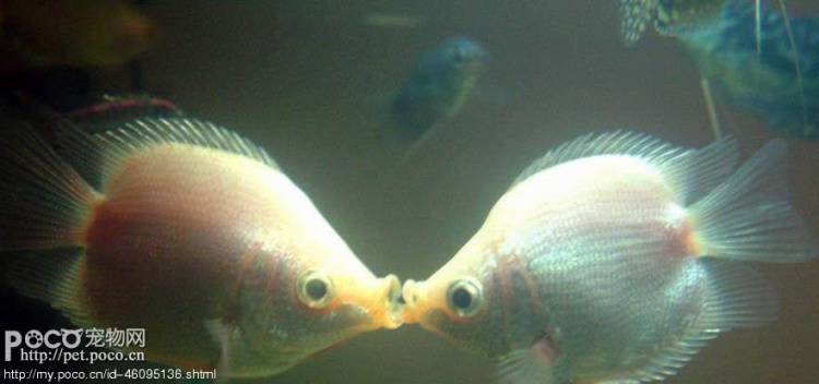 点击大图看下一张：两条接吻鱼接吻图片