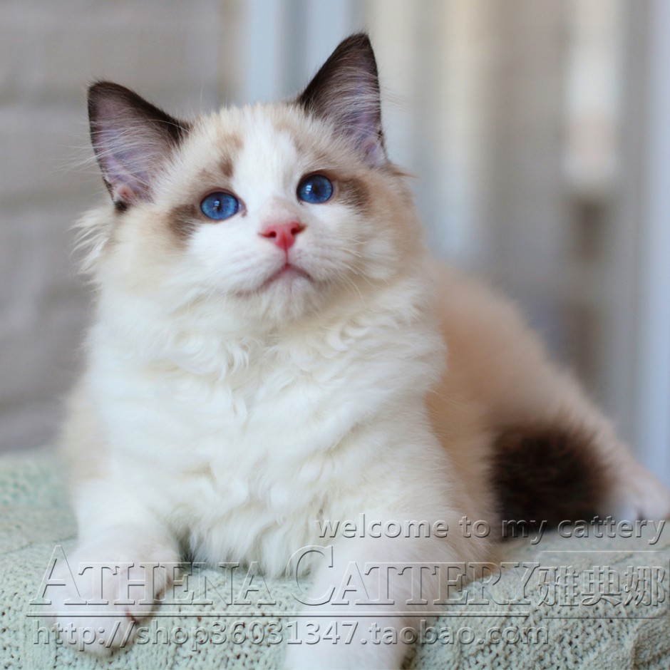 点击大图看下一张：温顺喜静的布偶猫图片壁纸