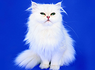 白色长毛波斯猫优雅姿态图片