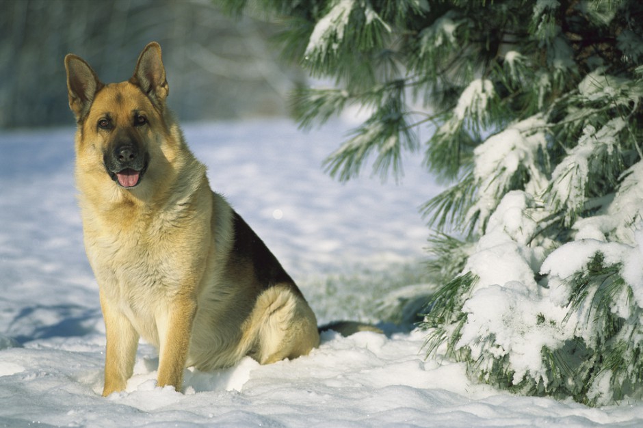 点击大图看下一张：雪地上的纯种德国牧羊犬图片