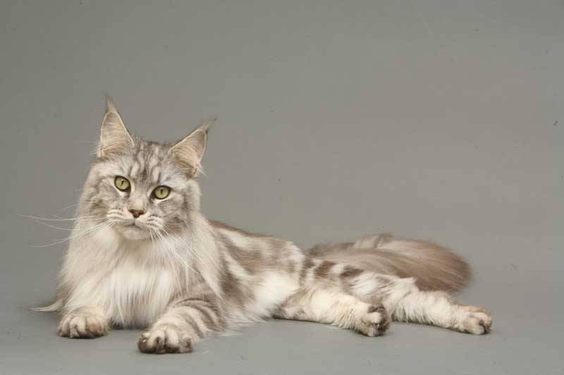 点击大图看下一张：姿态优雅的缅因猫图片