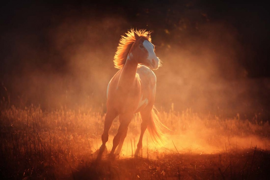 点击大图看下一张：夕阳下奔腾的骏马图片欣赏