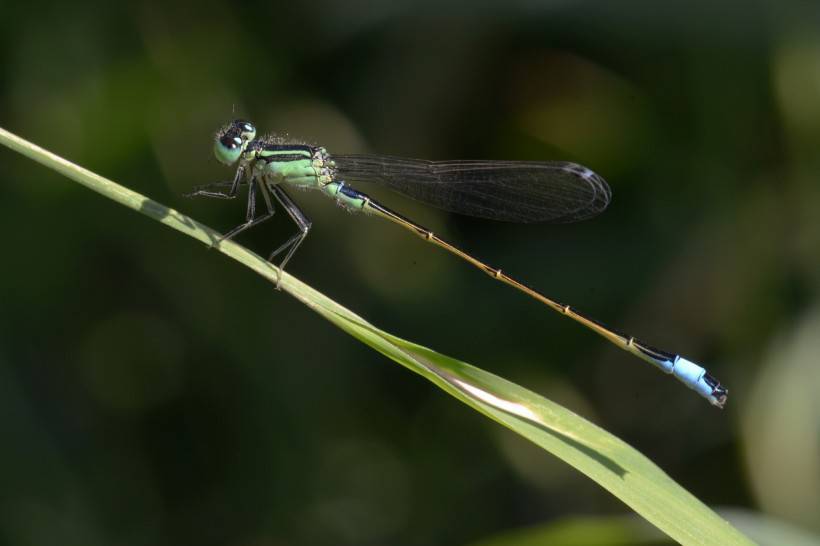 点击大图看下一张：小巧可爱的蓝豆娘蜻蜓点水图片