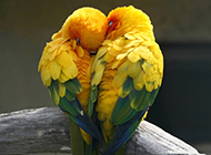 甜蜜有爱的黄鹂鸟图片