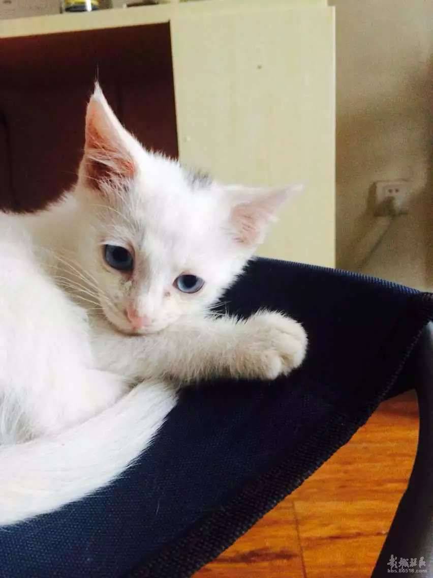 点击大图看下一张：超萌蓝眼白猫懒洋洋图片