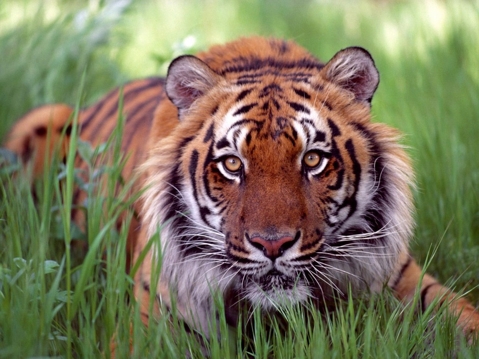 点击大图看下一张：世界珍稀动物野生孟加拉虎图片