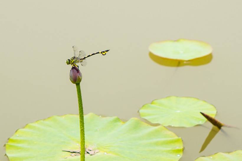 点击大图看下一张：公园的荷塘里蜻蜓点水图片