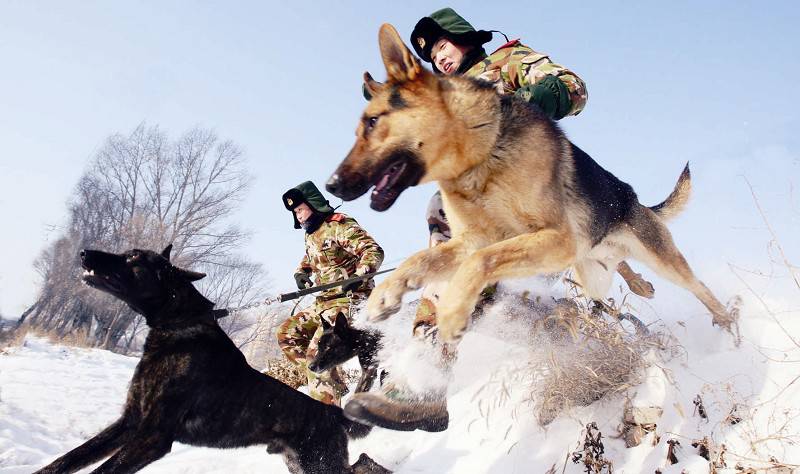 点击大图看下一张：警犬雪地训练帅气图片