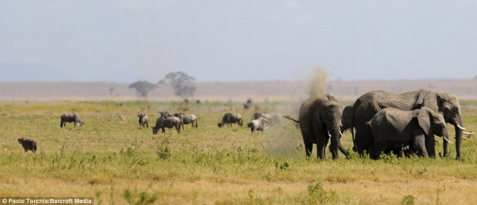 点击大图看下一张：大象围成一圈保护母象分娩