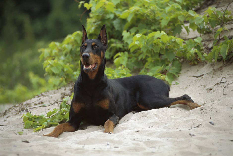 点击大图看下一张：肌肉发达的德国杜宾犬图片