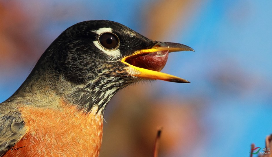 点击大图看下一张：知更鸟吃东西的图片欣赏