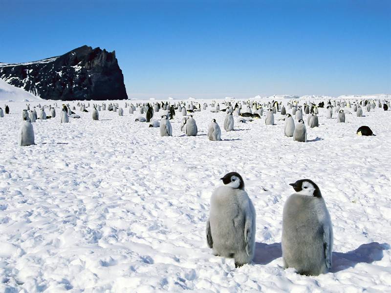 点击大图看下一张：企鹅小鸟野生动物图片合集