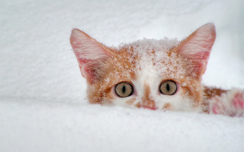 点击大图看下一张：雪地玩耍的英短猫咪图片壁纸