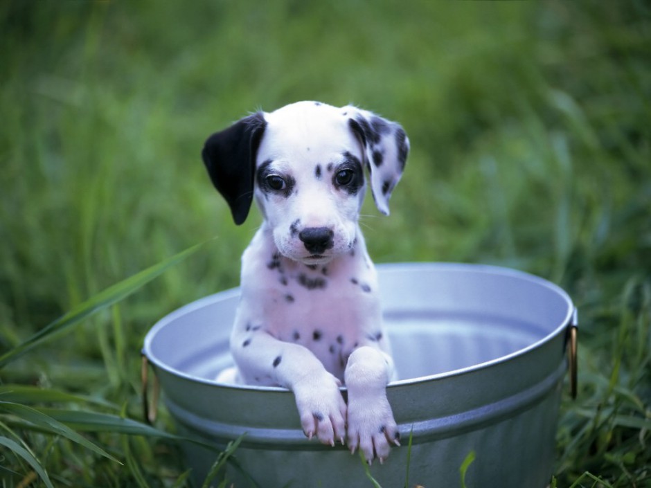 点击大图看下一张：大麦町犬幼崽绿草地可爱写真图片