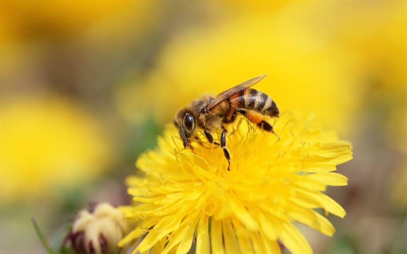 点击大图看下一张：蜜蜂采蜜的唯美拍摄图片