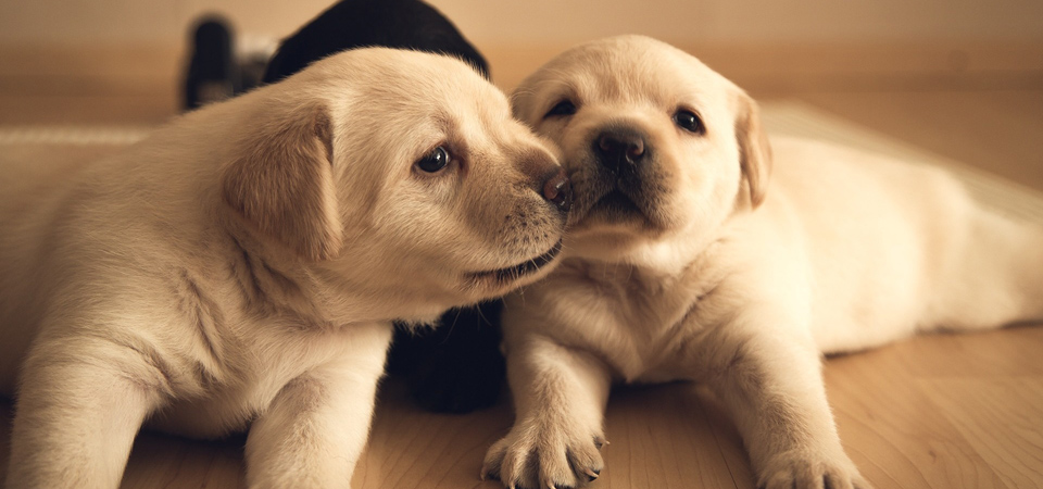 点击大图看下一张：两只可爱的小金毛狗图片
