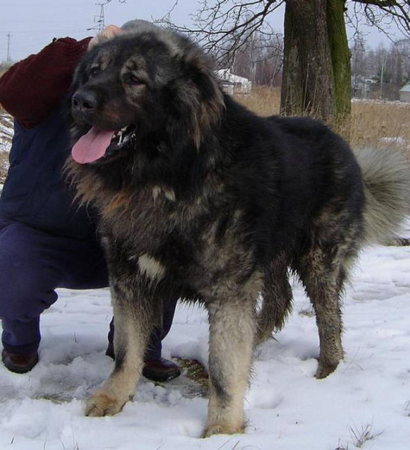 点击大图看下一张：最强壮的狗俄罗斯高加索犬图片