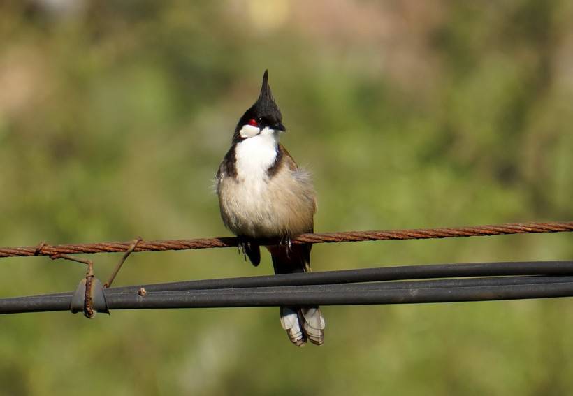 点击大图看下一张：红耳鹎鸟类动物摄影图片