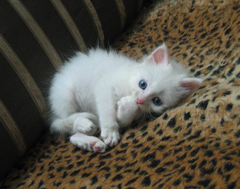 点击大图看下一张：萌蓝眼白猫幼崽图片欣赏