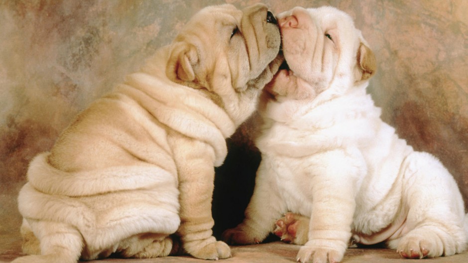 点击大图看下一张：可爱宠物狗品种沙皮狗图片壁纸