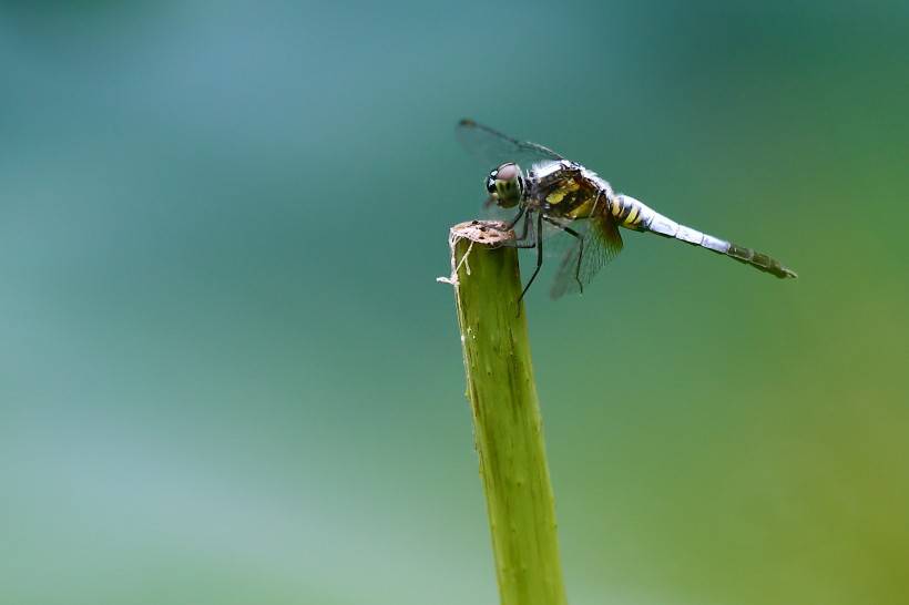 点击大图看下一张：荷塘公园蜻蜓图片高清特写