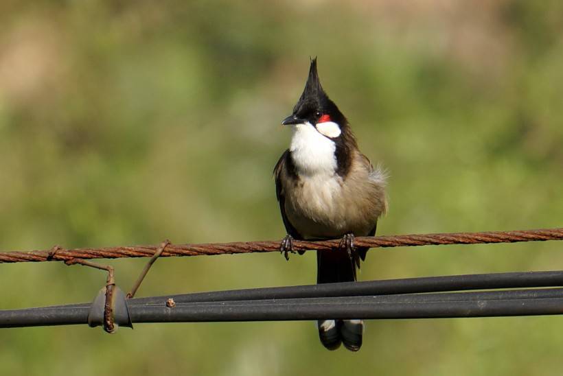 点击大图看下一张：红耳鹎鸟类动物摄影图片