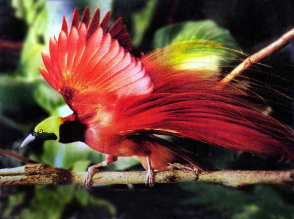 点击大图看下一张：真正的天堂鸟优美姿态图片