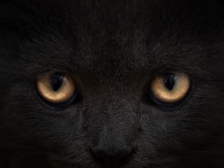 点击大图看下一张：黑色的猫眼部特写高清图片