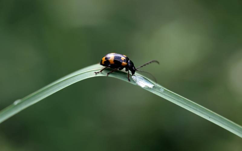 点击大图看下一张：有益的昆虫高清微距摄影图片