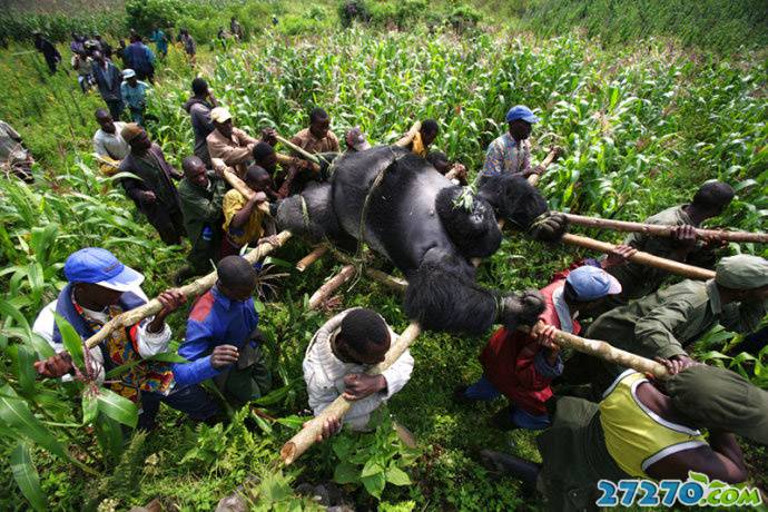 点击大图看下一张：大猩猩被屠的残忍场面