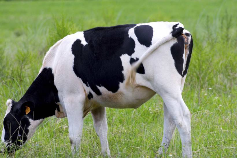 点击大图看下一张：唯美奶牛高清图片