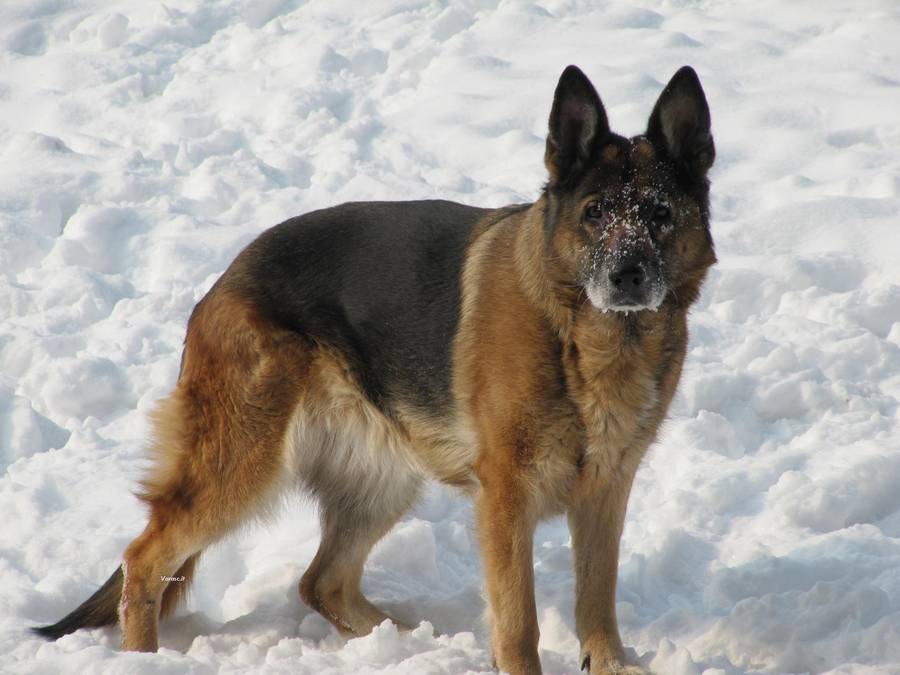 点击大图看下一张：雪地中的德国牧羊犬图片欣赏
