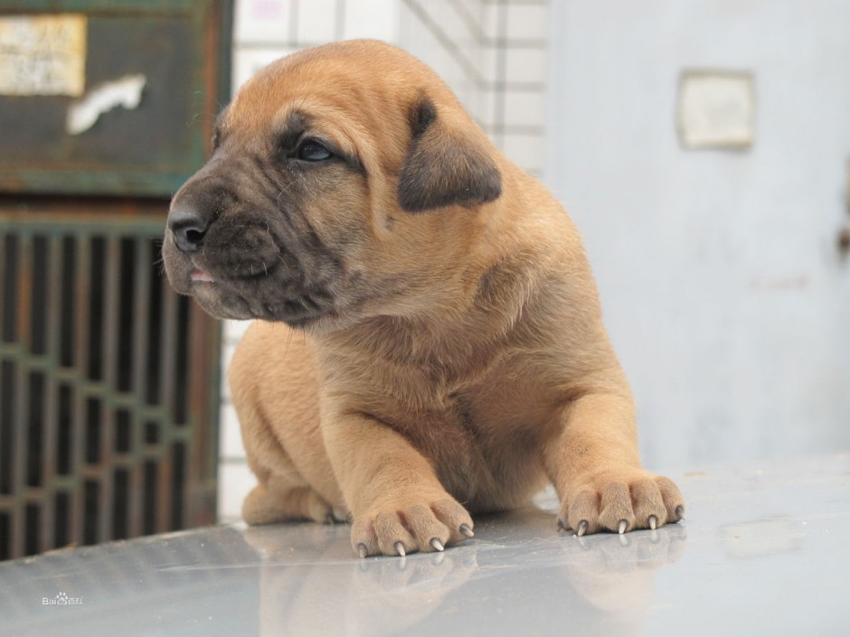 点击大图看下一张：小土佐犬模样安静乖巧图片