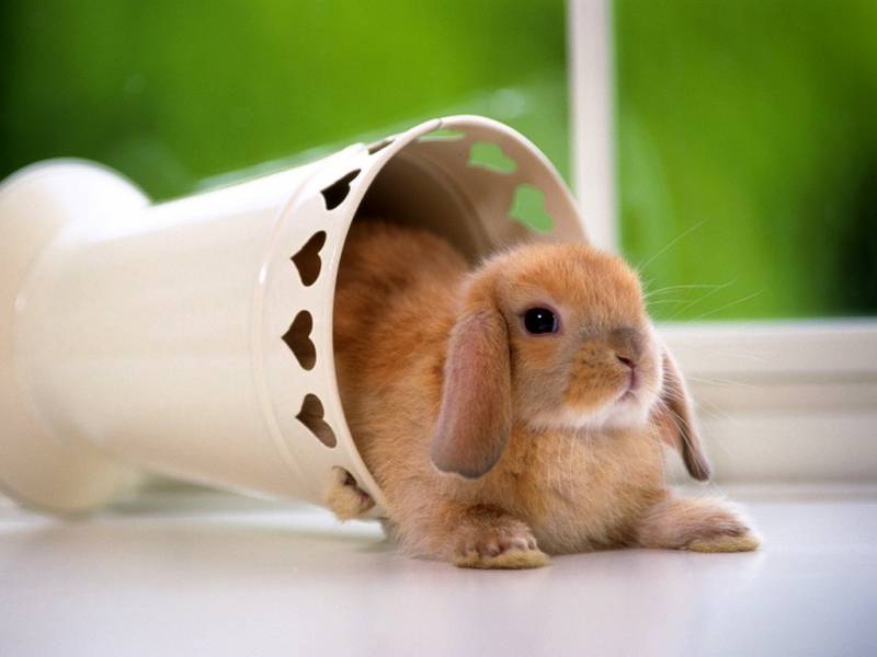 点击大图看下一张：可爱乖巧的小兔子高清壁纸