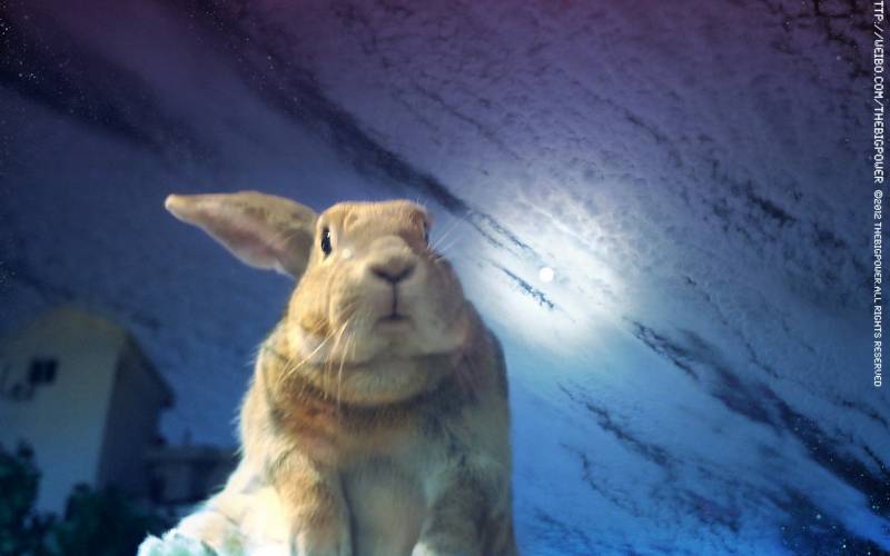 点击大图看下一张：微博网红史大力小兔子图片