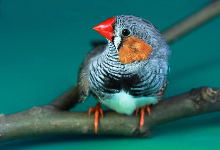 点击大图看下一张：金山珍珠鸟小巧机灵图片