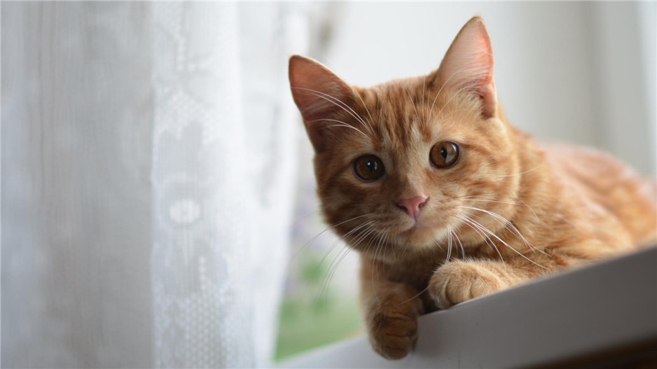 点击大图看下一张：超可爱卖萌的猫高清写真图片