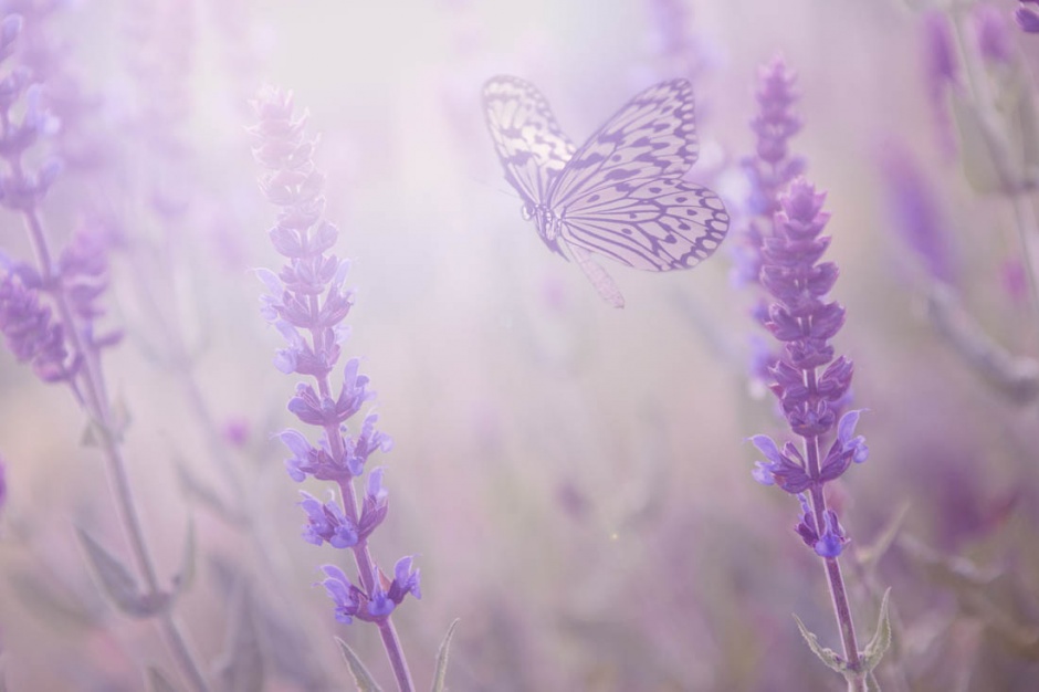 点击大图看下一张：花丛中的蝴蝶唯美意境图片