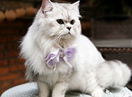 金吉拉猫图片造型优雅可爱