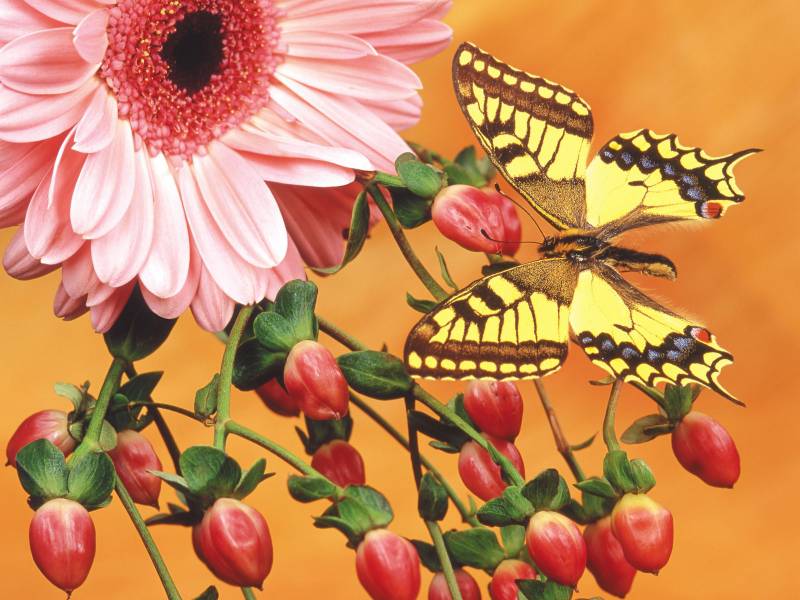 点击大图看下一张：蝴蝶恋上美丽的花儿高清壁纸