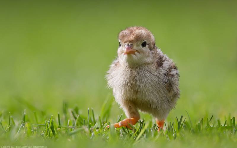 点击大图看下一张：可爱毛绒绒的小鸡高清图片