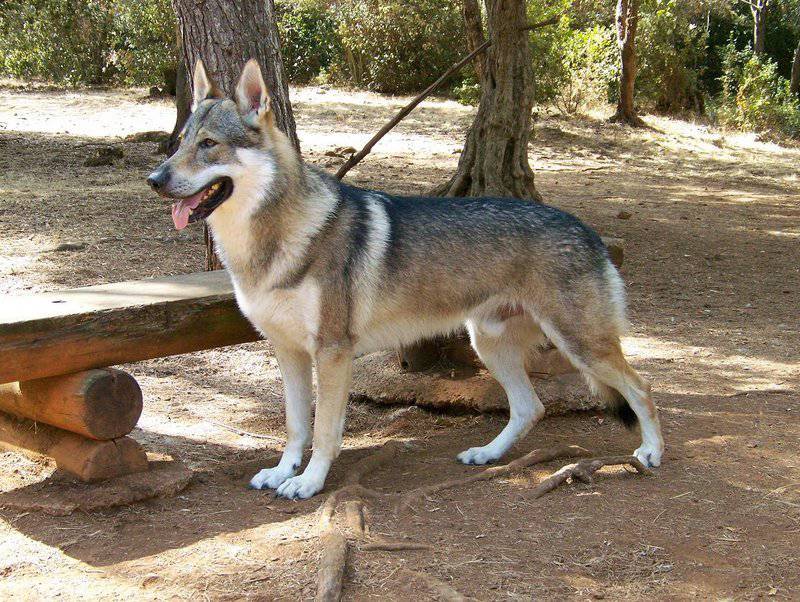 点击大图看下一张：帅气的捷克狼犬野外栖息图片